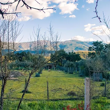 Quinta-lina De Serpins